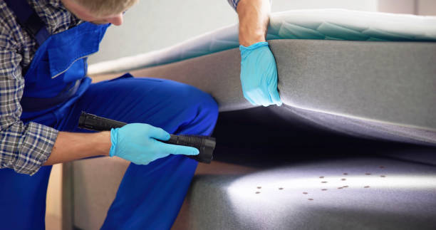 Best Ant Control Services  in Al Creek, CO