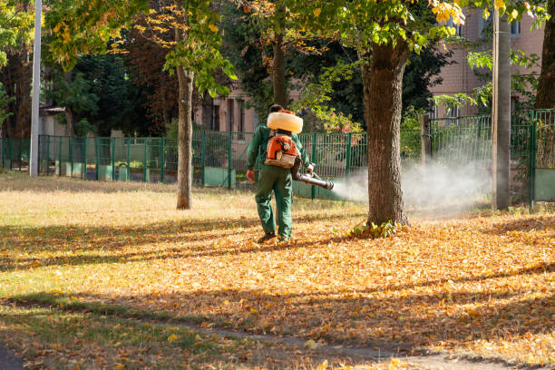 Best Flea Control Services  in Al Creek, CO