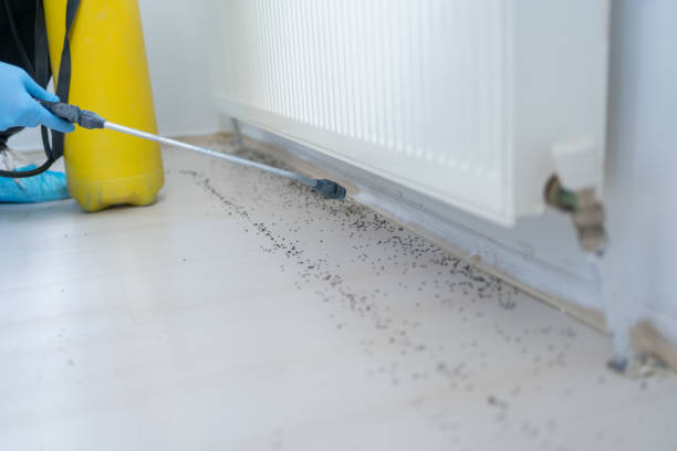 Best Bed Bug Extermination  in Al Creek, CO
