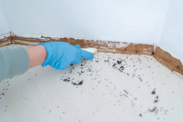 Best Pest Inspection Near Me  in Al Creek, CO
